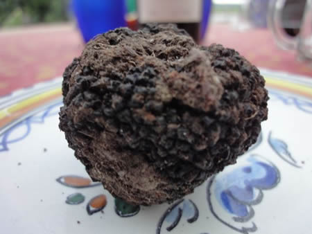 summer truffle